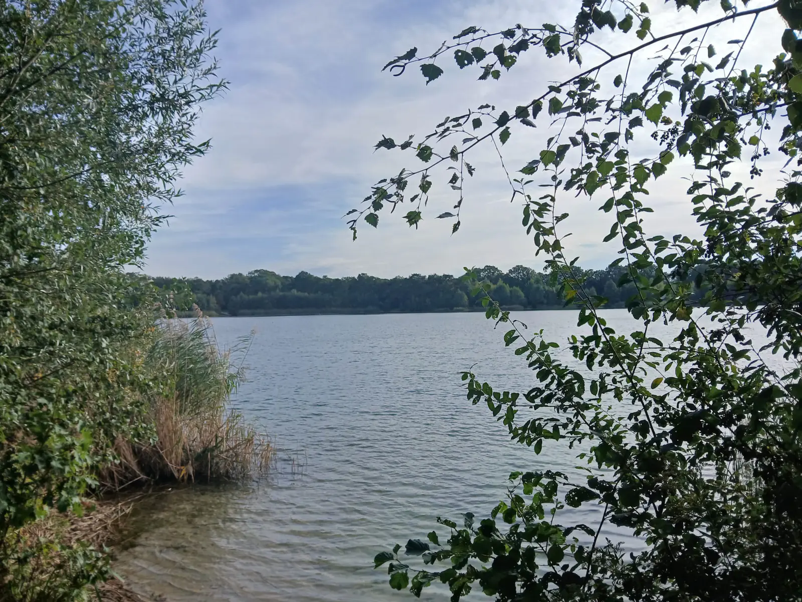 Het Hilgelo in Winterswijk, gezien vanaf de oever tussen het riet en de berken