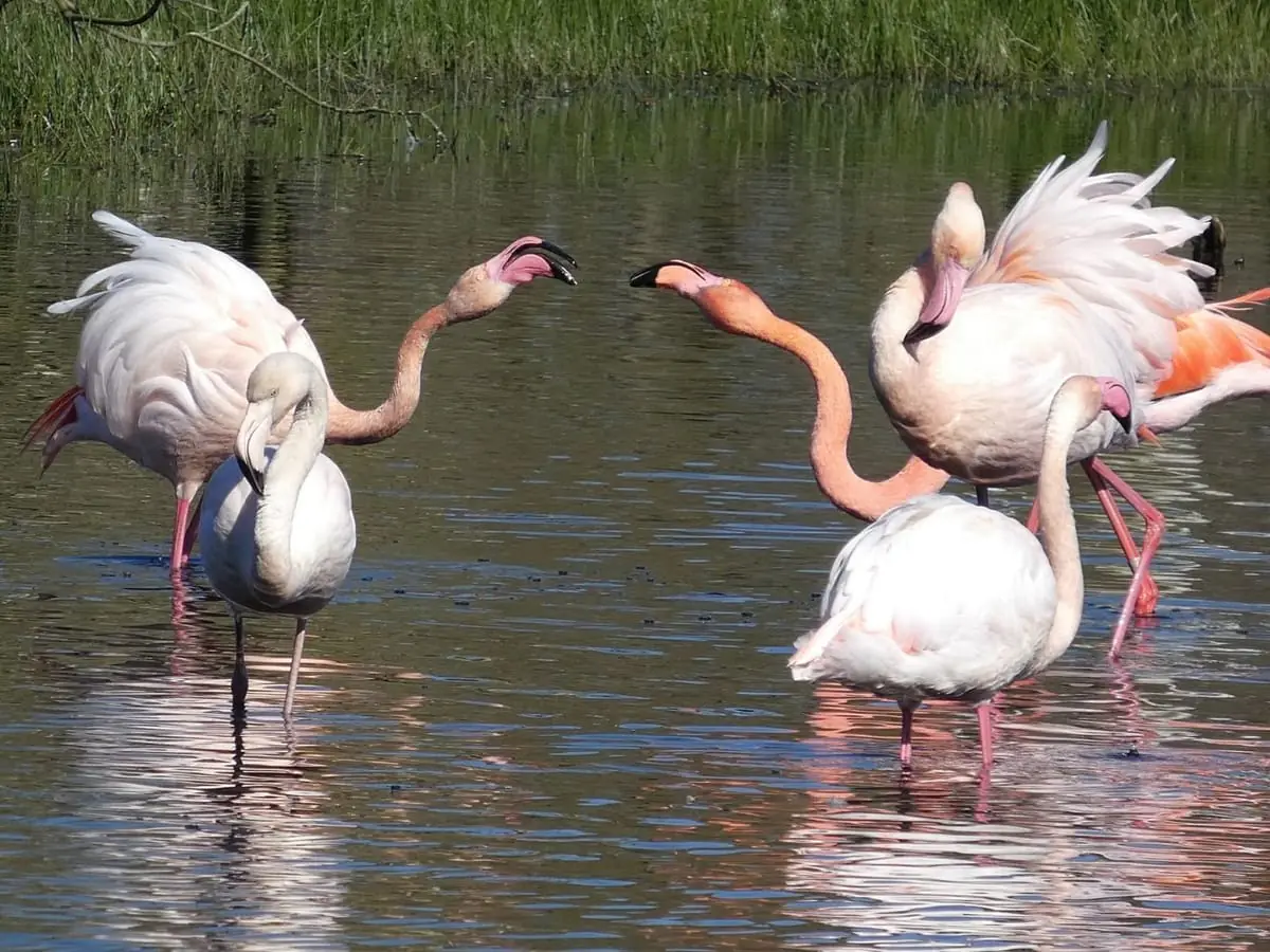 De flamingo’s zijn er nu nog