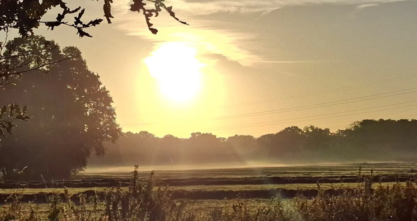 Mist over de weilanden